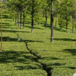 Golden Triangle with Kerala India