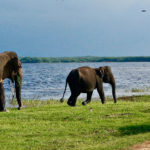 Sri Lanka Wildlife Holiday Tour