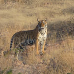 Taj Tigers & Tempting Destinations India