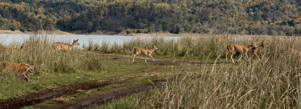 Taj and Tiger Expeditions India