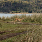 Taj and Tiger Expeditions India